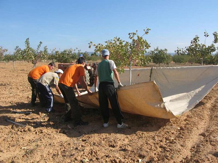 Recoleccion manual del pistacho en plantacion joven (2)
